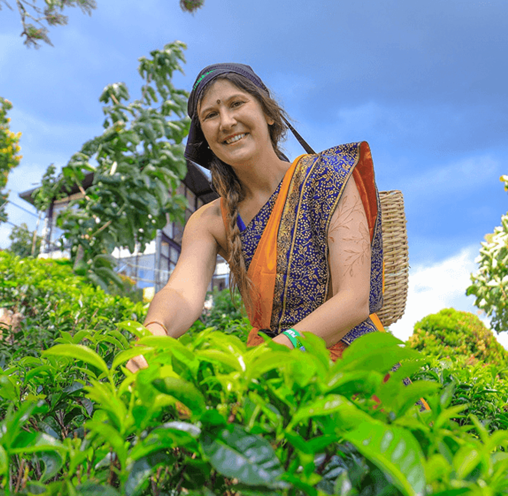 Tourist having tea plucking experience