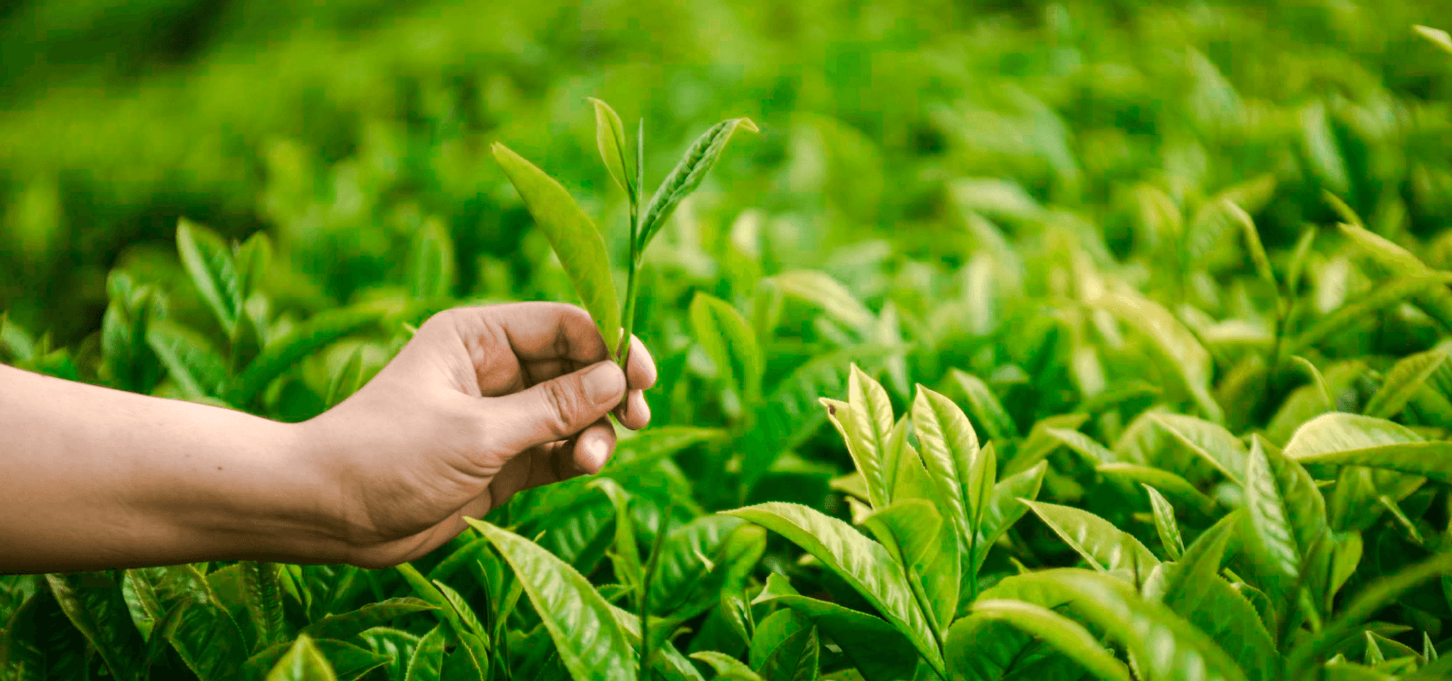 A male picking fresh green tea leaves