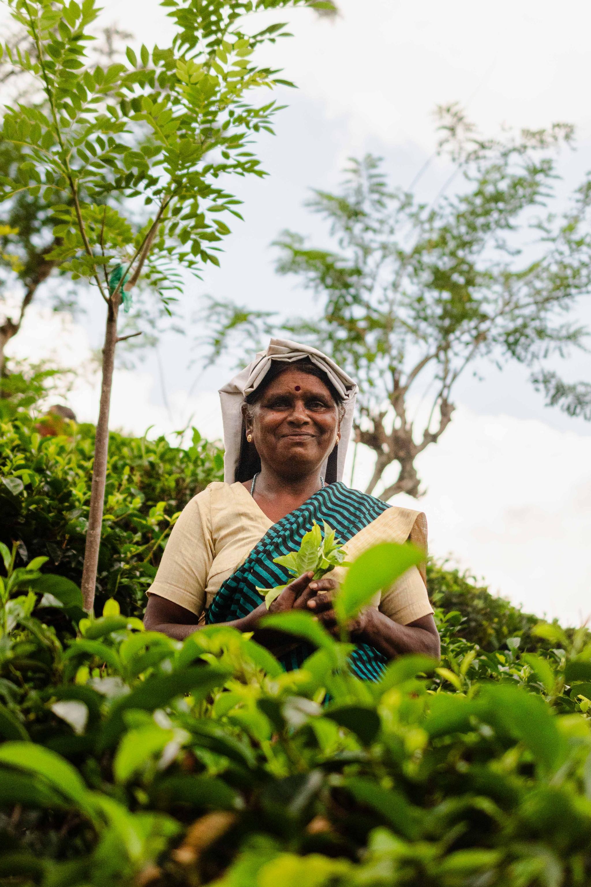 A smiling female tea plucker